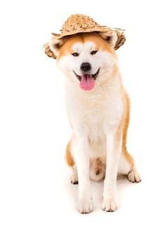Beautiful Akita Inu dog ready for summer vacations