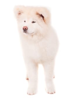 Beautiful Akita Inu dog posing in studio