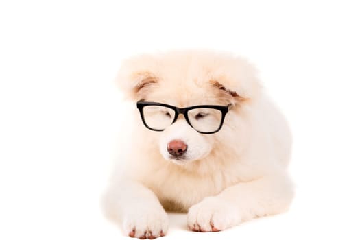 Beautiful Akita Inu dog posing in studio
