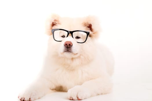 Beautiful Akita Inu dog posing in studio