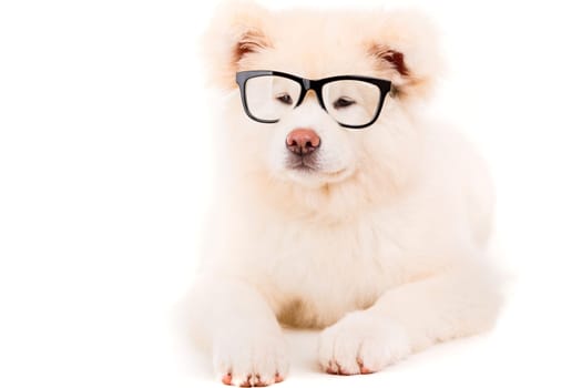 Beautiful Akita Inu dog posing in studio