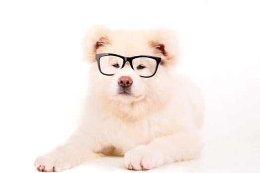 Beautiful Akita Inu dog posing in studio