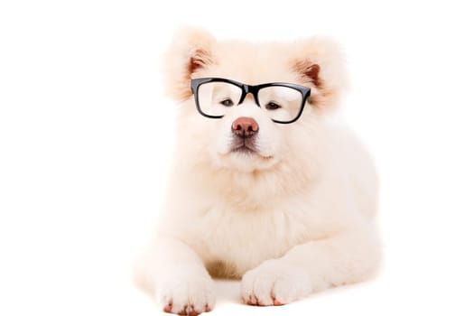 Beautiful Akita Inu dog posing in studio