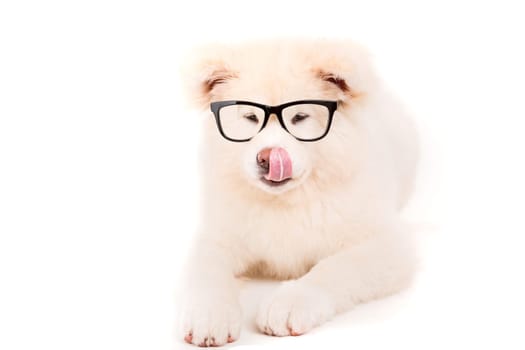 Beautiful Akita Inu dog posing in studio