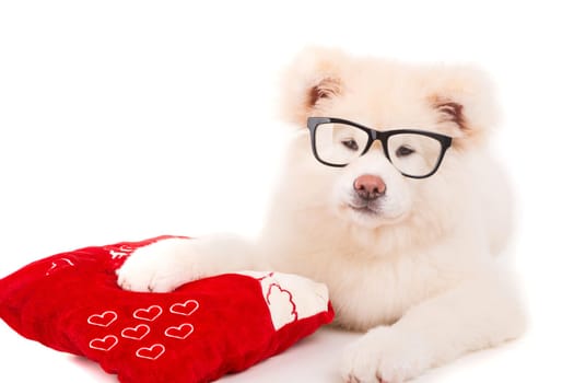 Akita Inu - Valentines Day concept