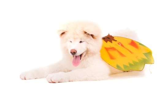 Beautiful Akita Inu dog dressed for Carnival or Halloween