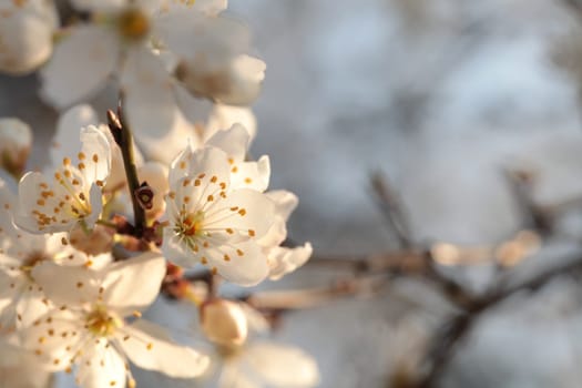 Spring flowers blooming on a tree at dawn