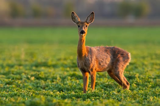 Roe deer, capreolus capreolus, doe standing on grassland in spring nature. Female mammal looking to the camera on green field in sunlight. Brown mammal staring on vivid glade.