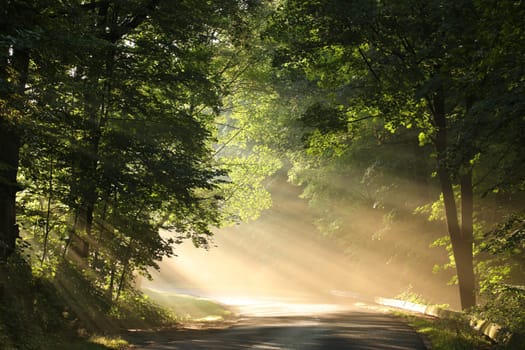 Maple trees backlit by the rays of the sun on a misty spring morning