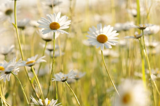 Daisies on a spring meadow at sunrise