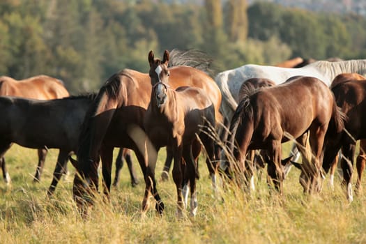 Foal in a meadow against the trees in the morning