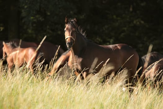Foal in a meadow against the trees in the morning