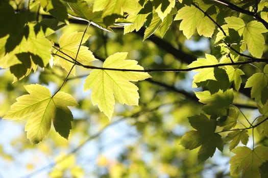 Spring maple leaves in the forest
