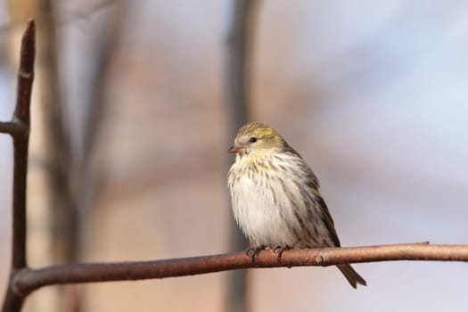 European Serin (Serinus serinus) on a twig
