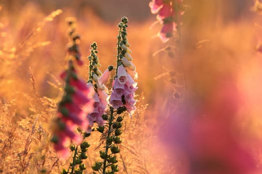 Purple foxglove - Digitalis purpurea during sunrise