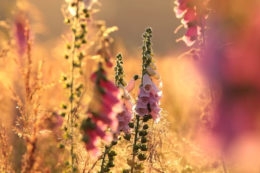 Purple foxglove - Digitalis purpurea during sunrise