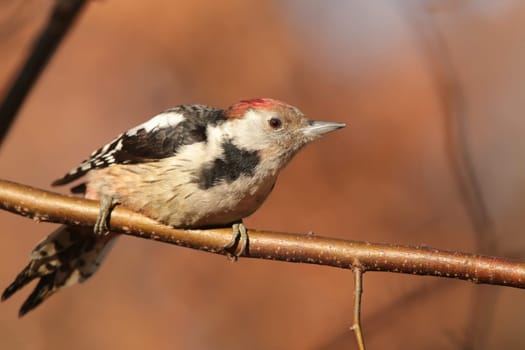 Middle Spotted Woodpecker (Dendrocopos medius) on a twig