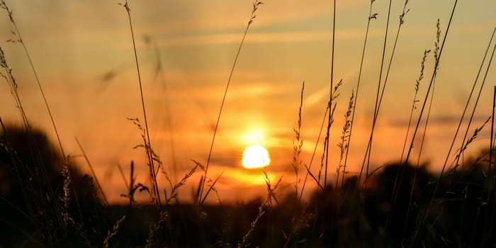 Orange sunset with grasses in the foreground
