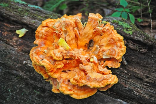 Very Colorful Tree Fungus in the Forest in Shenandoah National Park in Virginia