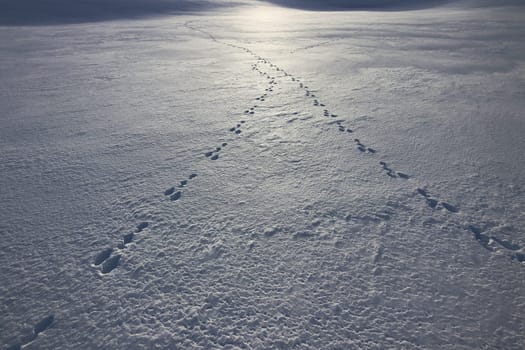 The tracks of two hares meet in the snow against the light of the sun