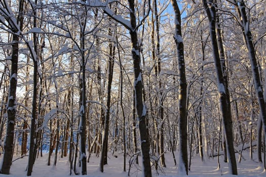 Snowy trees in winter in forest backlit by the sun