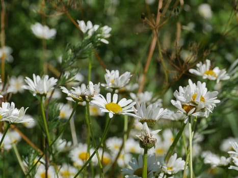 daisies many white wildflower close-up on a background of green meadows