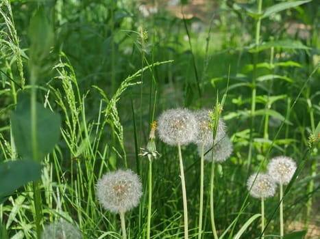 fluffy balls of blooming dandelions on a green meadow
