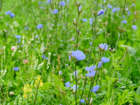 blue chicory wildflower blooming meadow background