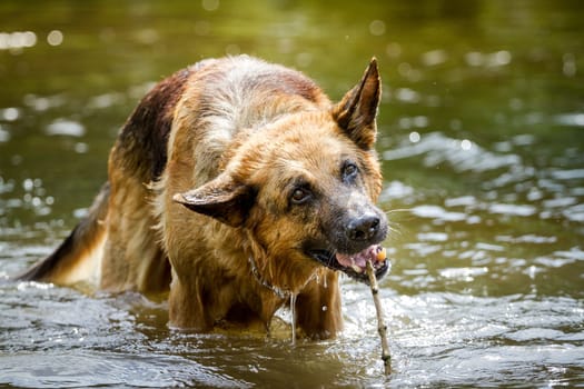 German Shepherd with a mini stick while playing in the water.