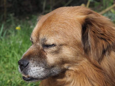 Dog Portrait - Foxy