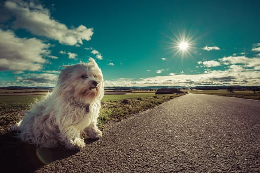 Little white Havanese sits by the side of the road and waits.