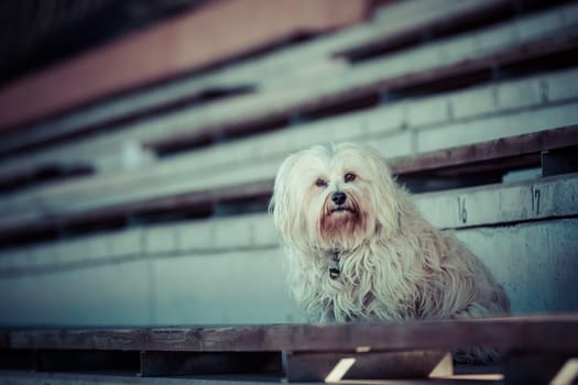Little white dog sits alone in the grandstand of a stadium.