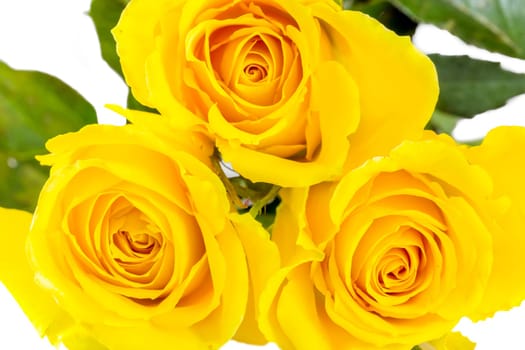 Three yellow roses over white background