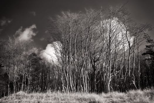 Wind refugees on the Baltic Sea coast - Fischland-Darß