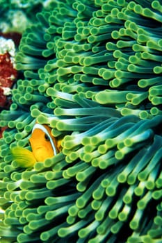 Anemone Fish,Indian Ocean,Maldives,Ari Atoll
