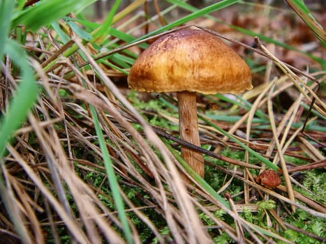 Blood-leaved skin head - Cortinarius semisanguineus (Cortinariaceae) - toxic
