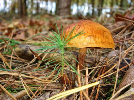 Blood-leaved skin head - Cortinarius semisanguineus (Cortinariaceae) - toxic