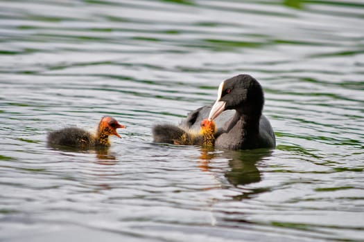 Blow chicken feeds offspring