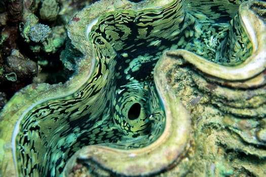 Reef mussel - Killer mussel - Tridacna - Red Sea - Egypt