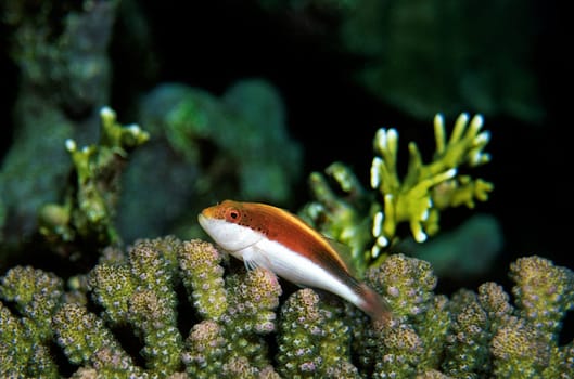 Striped Coral Guardian - Bushed Sarsch - Red Sea - Egypt