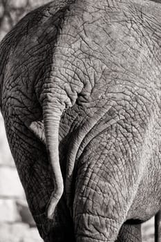 African elephant,rear view/back