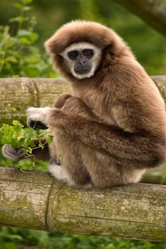 Gibbon monkey