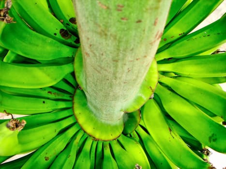 Banana trees