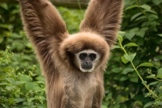 White-handed gibbon