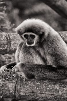 White-handed gibbon