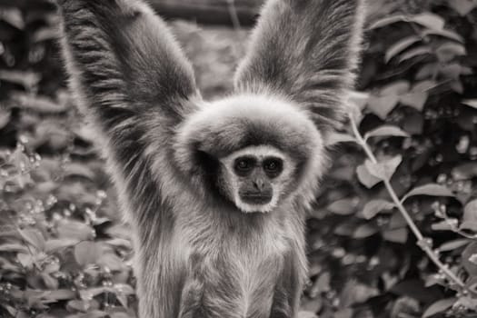 White-handed gibbon