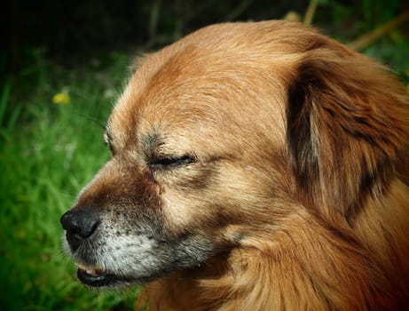 Dog Portrait - Foxy - Art