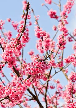 Wild Himalayan cherry blooming with blue sky