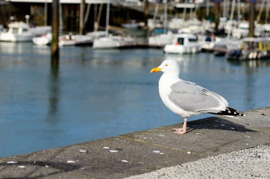 seagull in a fishing port