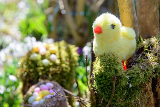 chicken stuffed with Easter eggs in the garden